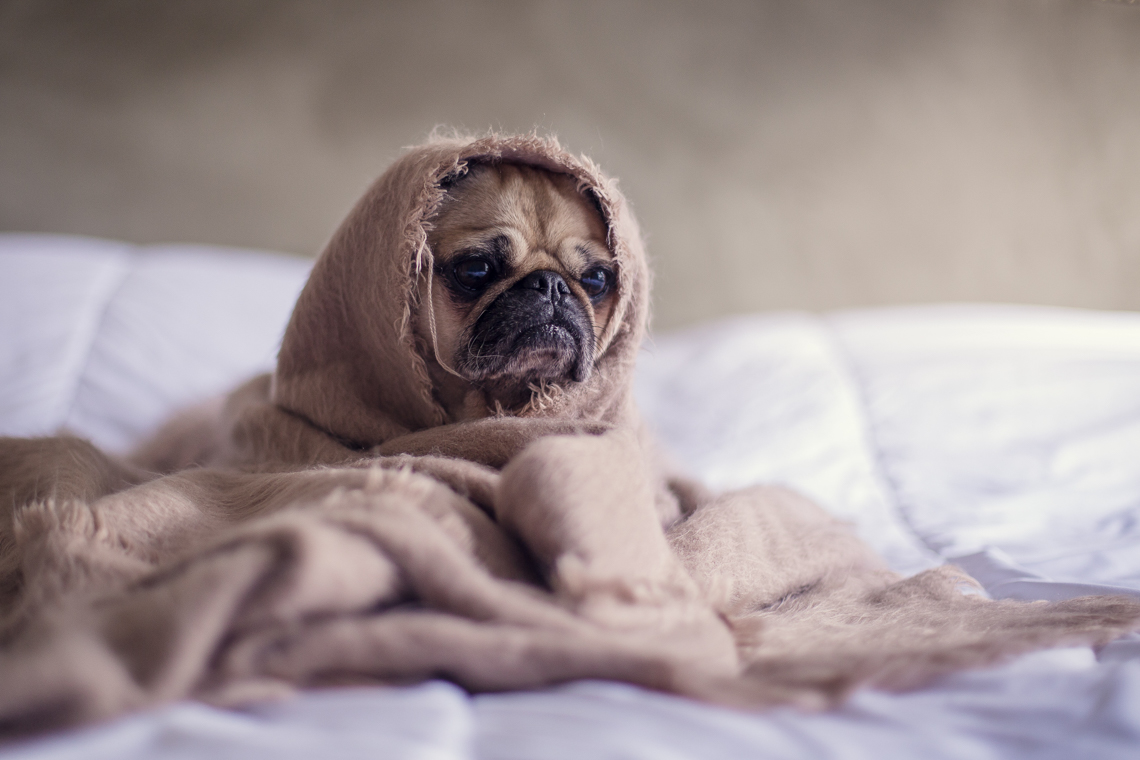 A pug wrapped up in a brown blanket.