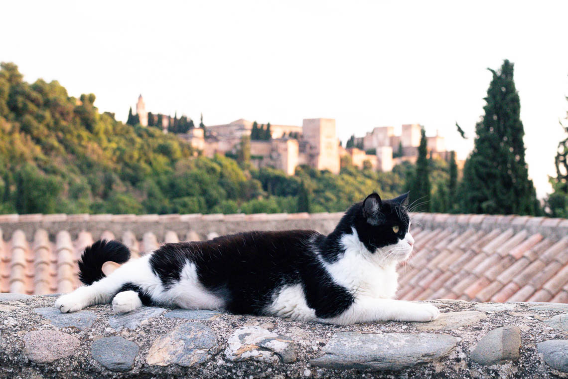 A white and black cat sitting on a ledge with the Alhambra in the background.