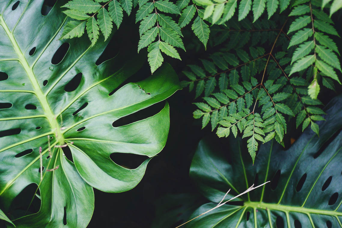 Close up of leafy plants