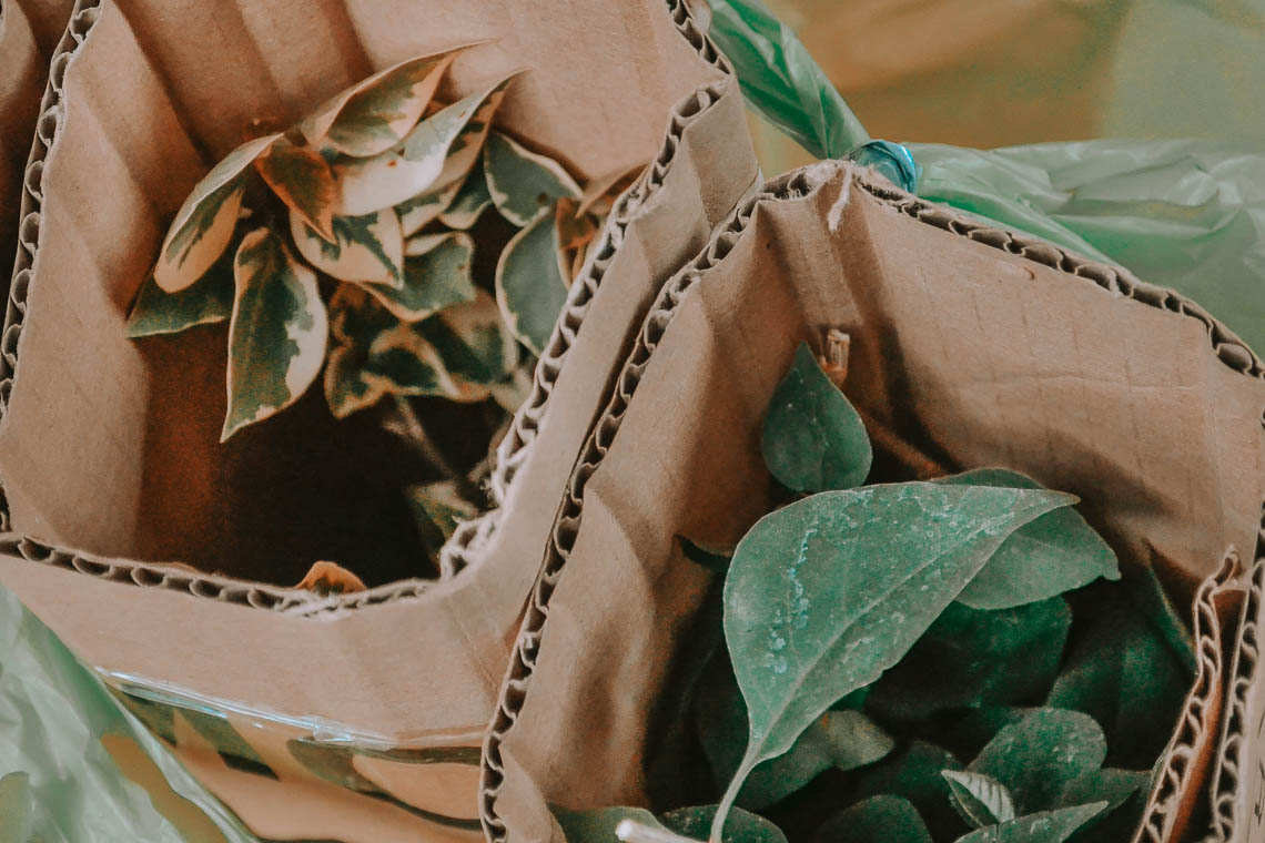 Close up of plants sitting in cardboard boxes